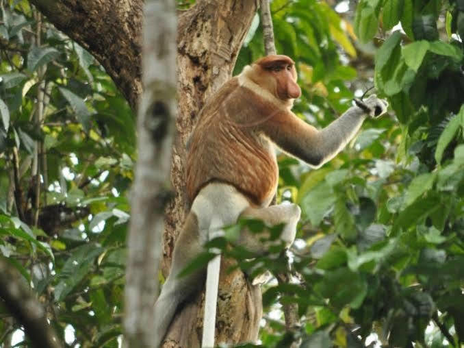 Borneo Nature Lodge SDK Exteriör bild